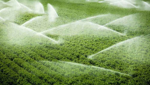 اثرات سختی آب بر محصولات کشاورزی